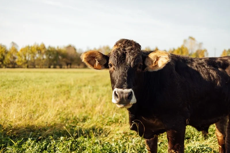 Cattle grazing at Verderosa Farm, from the supplied case study
